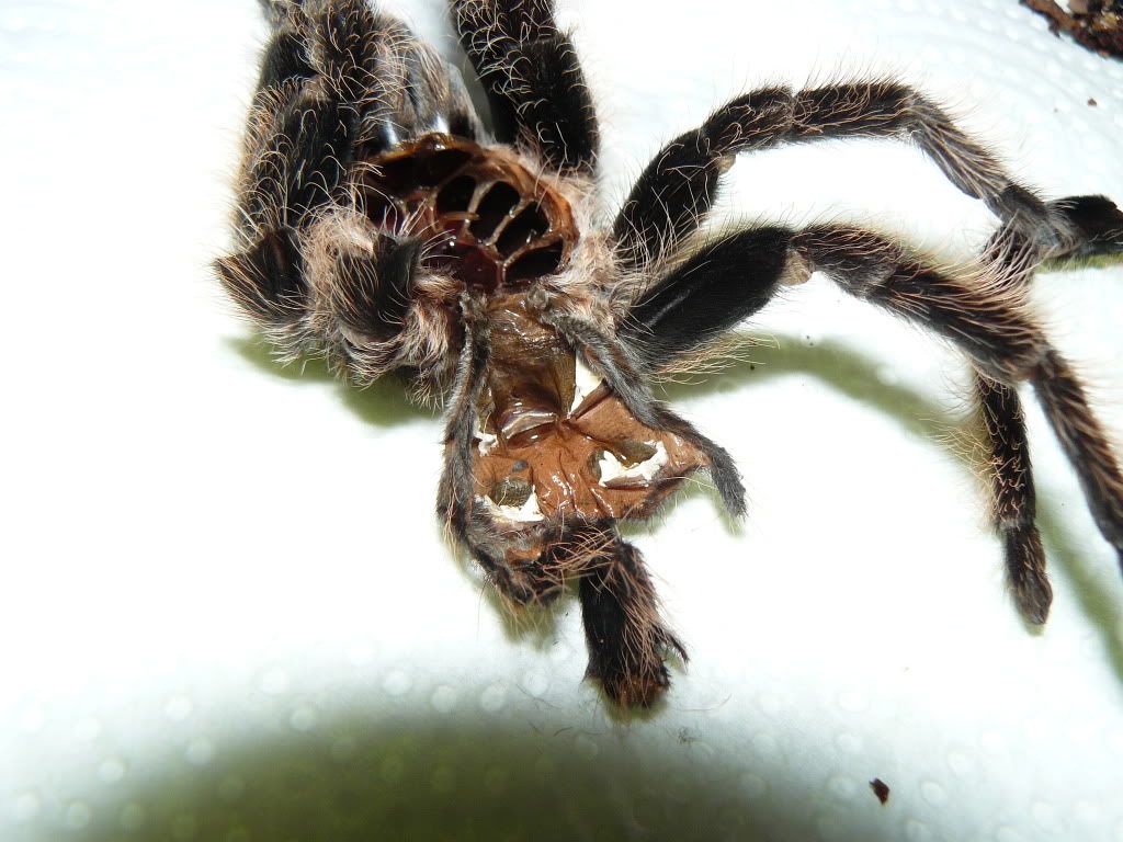 muda albopilosum