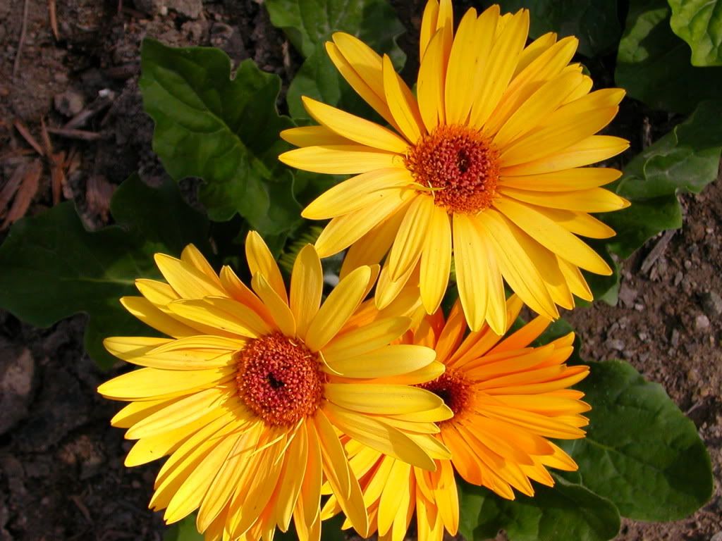 Flower - Gerbera Buttercup Pictures, Images and Photos