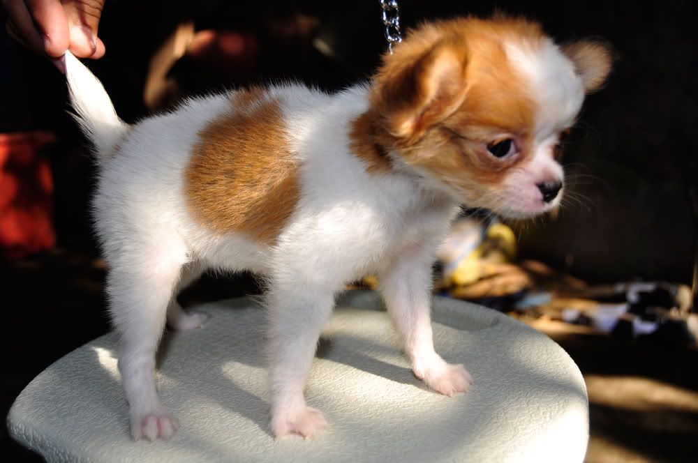 Long Coat 

Chihuahua Puppy