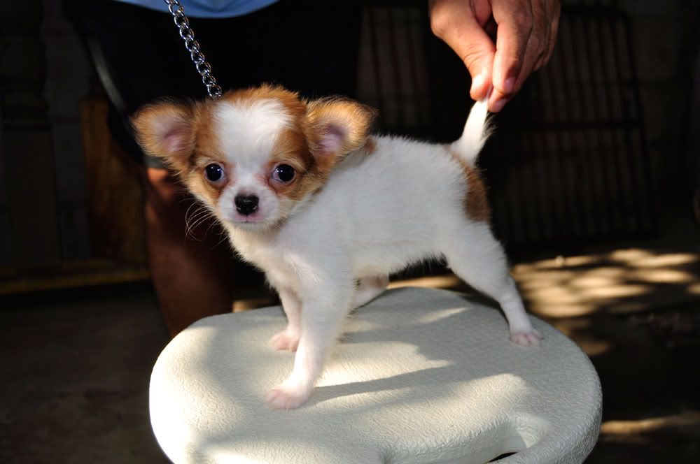 Long Coat 

Chihuahua Puppy