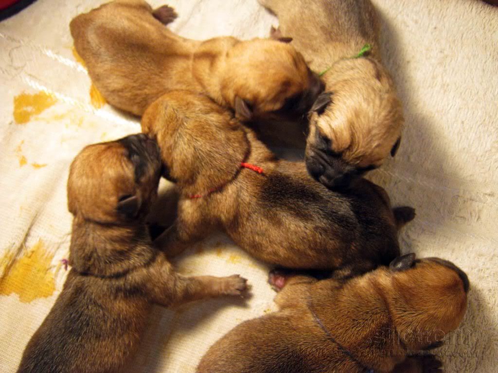 Norwich Terrier Puppies