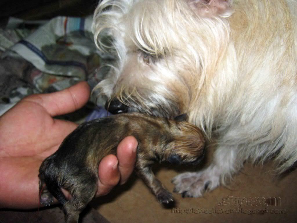 Norwich Terrier Puppies