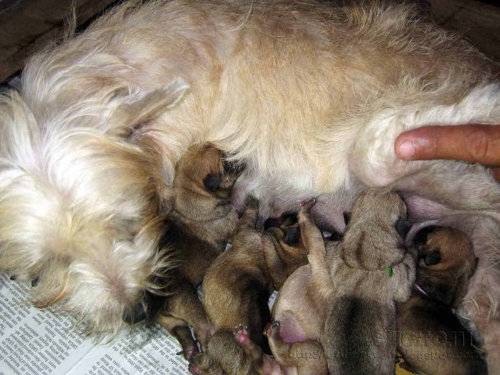 Norwich Terrier Puppies