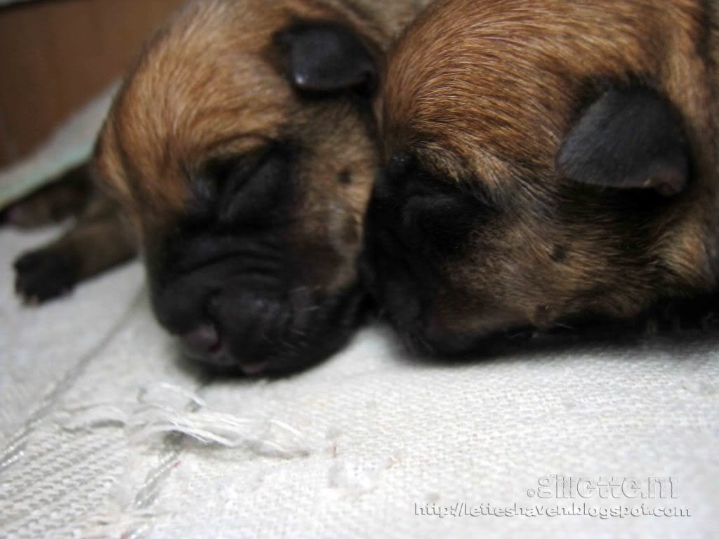 Norwich Terrier Puppies