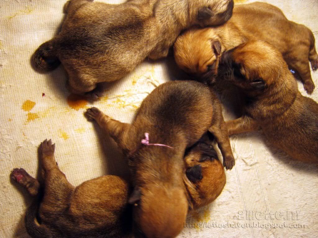 Norwich Terrier Puppies