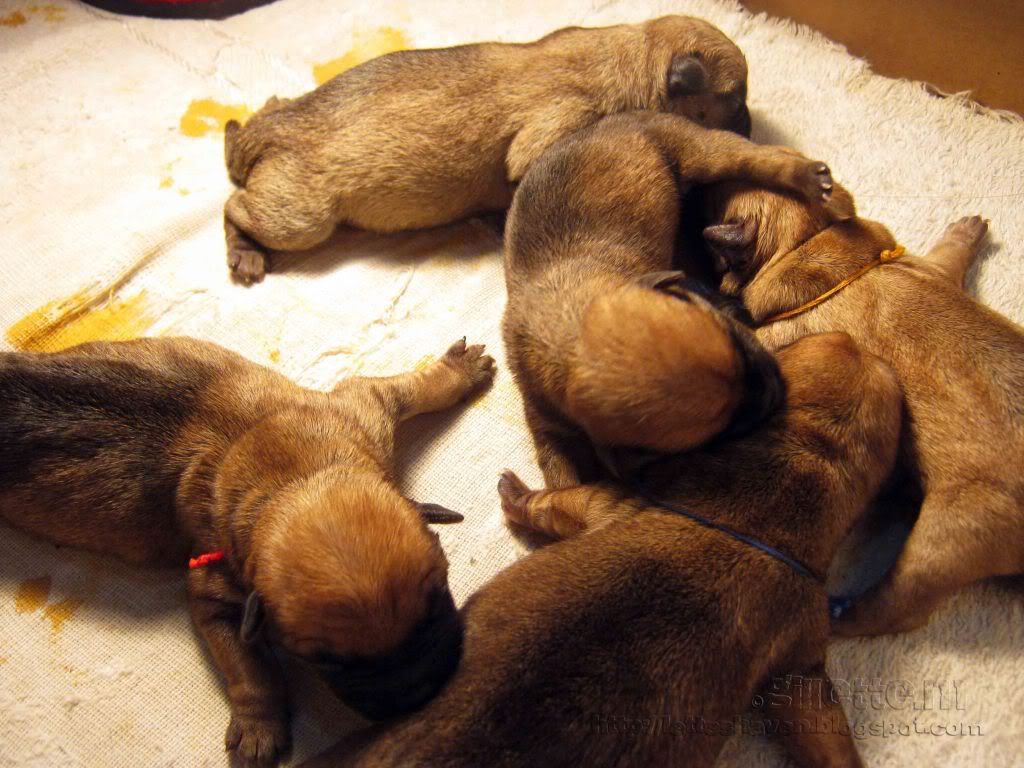 Norwich Terrier Puppies