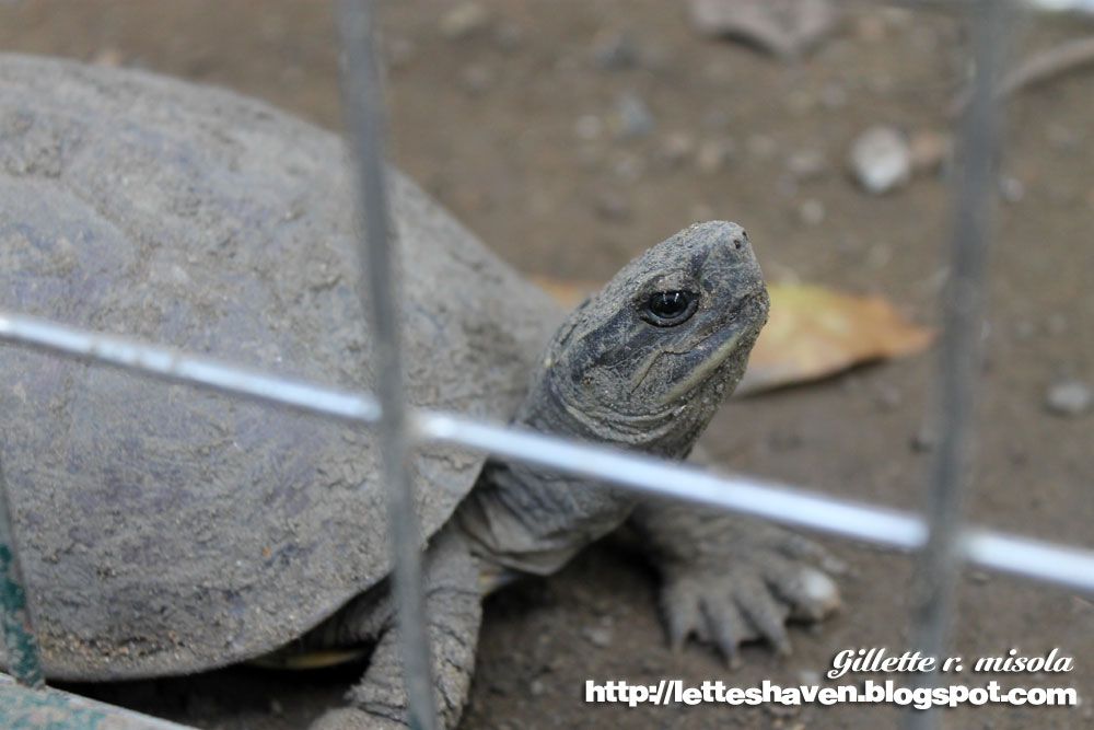 Philippine Freshwater Turtle