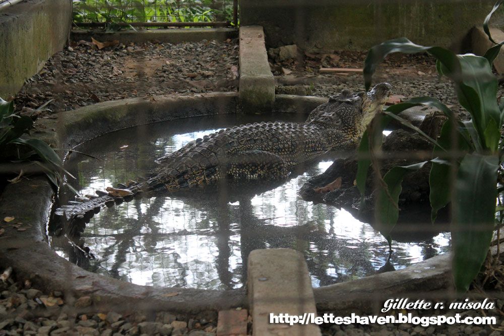 Philippine Saltwater Crocodile