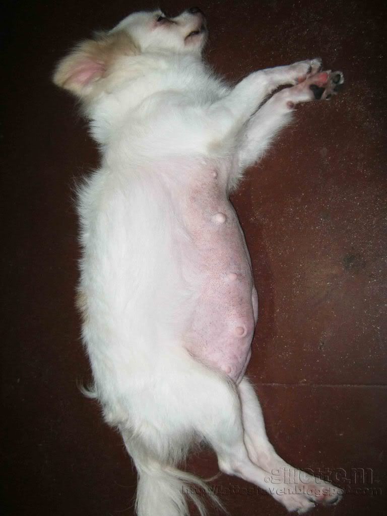 Pregnant Chihuahua