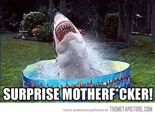  photo funny-shark-inside-swimming-pool_zpsa05cdca7.jpg