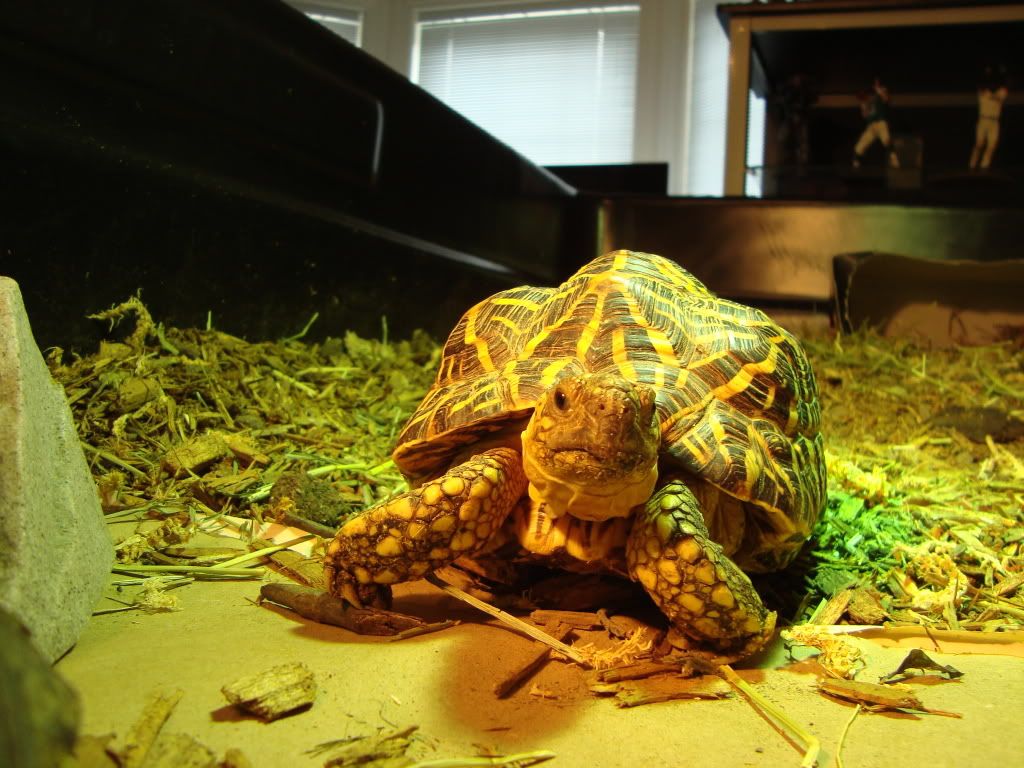 Tortoises015.jpg