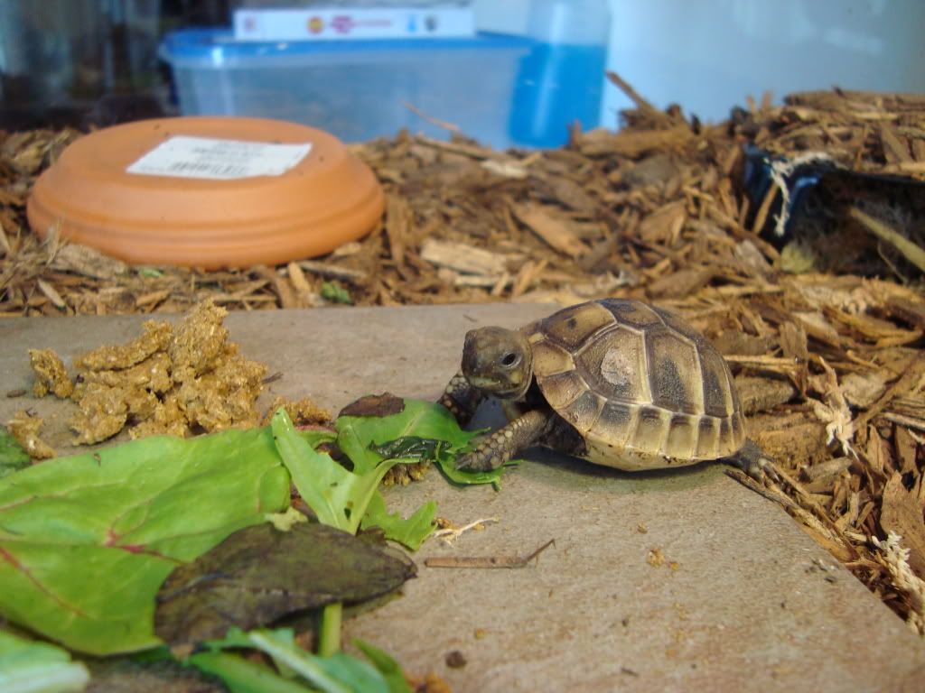 Tortoises021.jpg