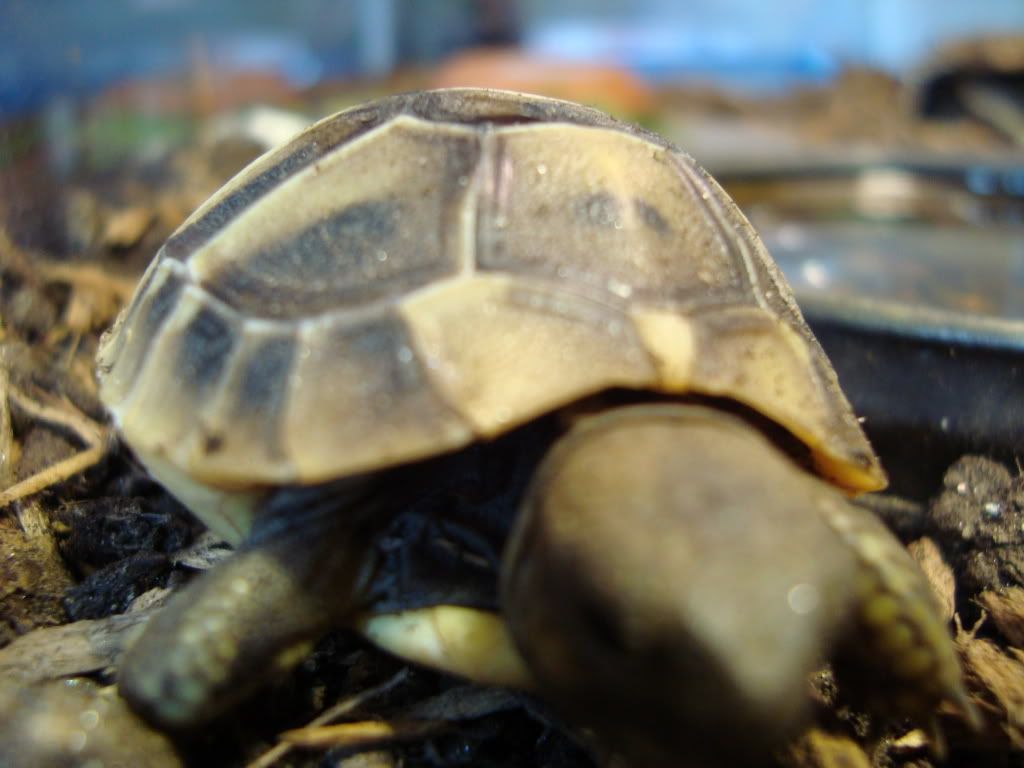 Tortoises029.jpg