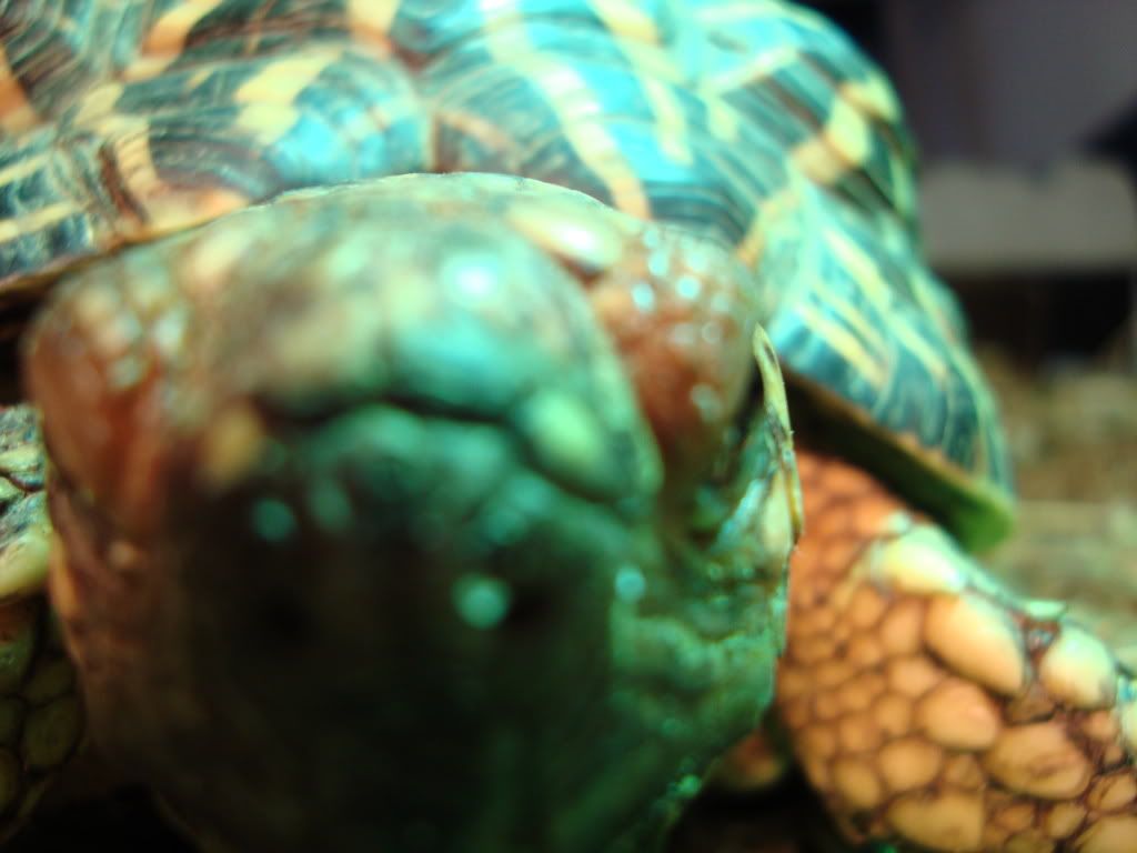 Tortoises036.jpg