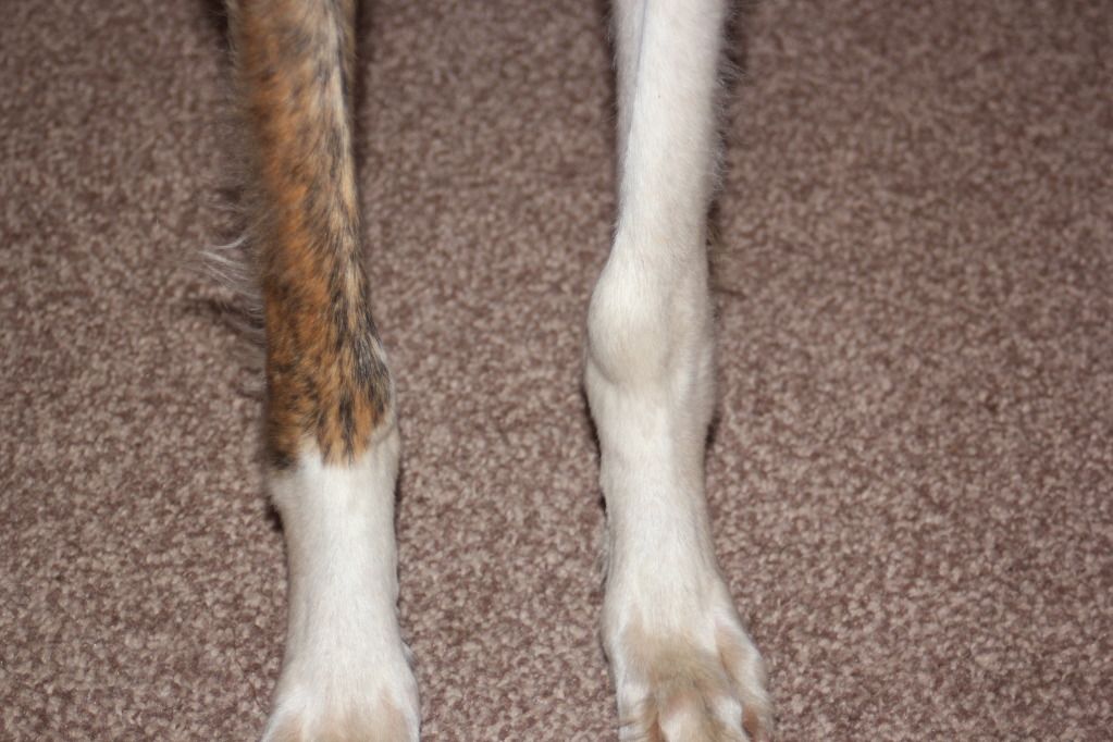 swelling-lump-on-the-carpus-joint-lurcher-link