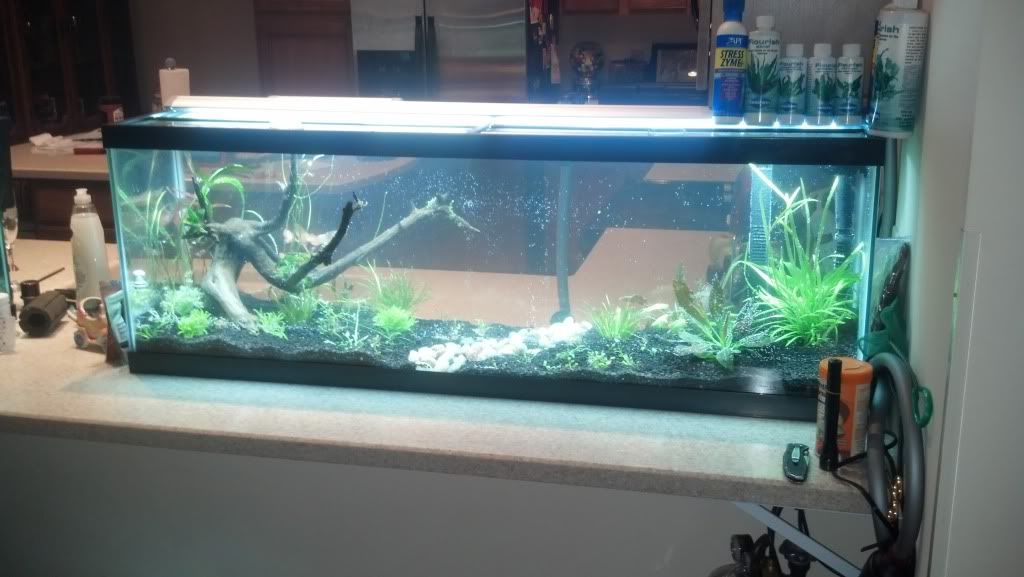 40L Aquarium Journal... The Planted Tank Forum