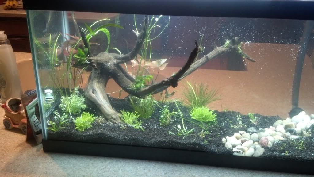 40L Aquarium Journal... The Planted Tank Forum