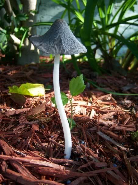 Please, someone send an new pic of the day thread! - Homesteading Questions