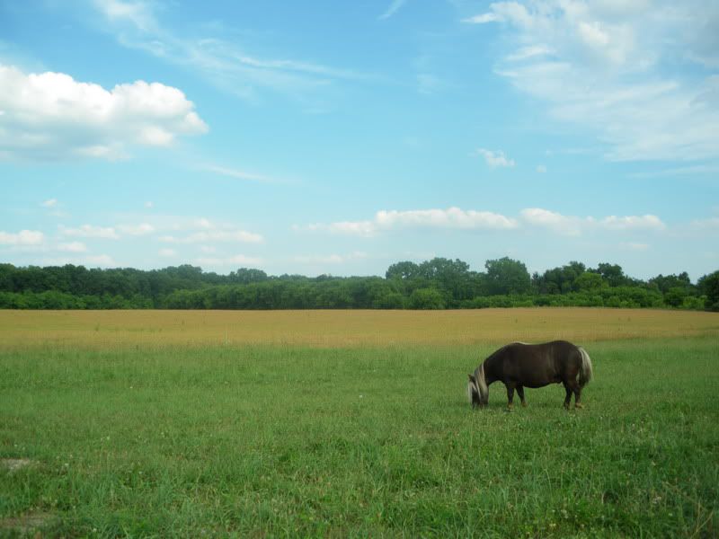 I haven't formally intruduced - Equine