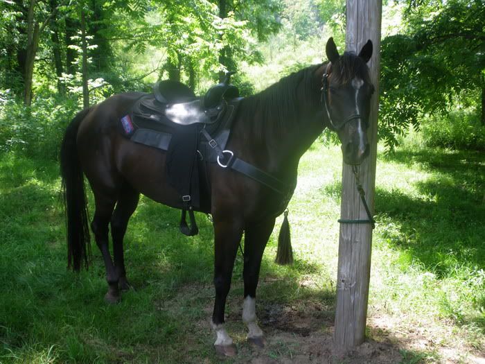 Please, someone send an new pic of the day thread! - Homesteading Questions