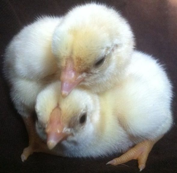 Serious cute alert - Poultry