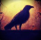 Crow Avatar