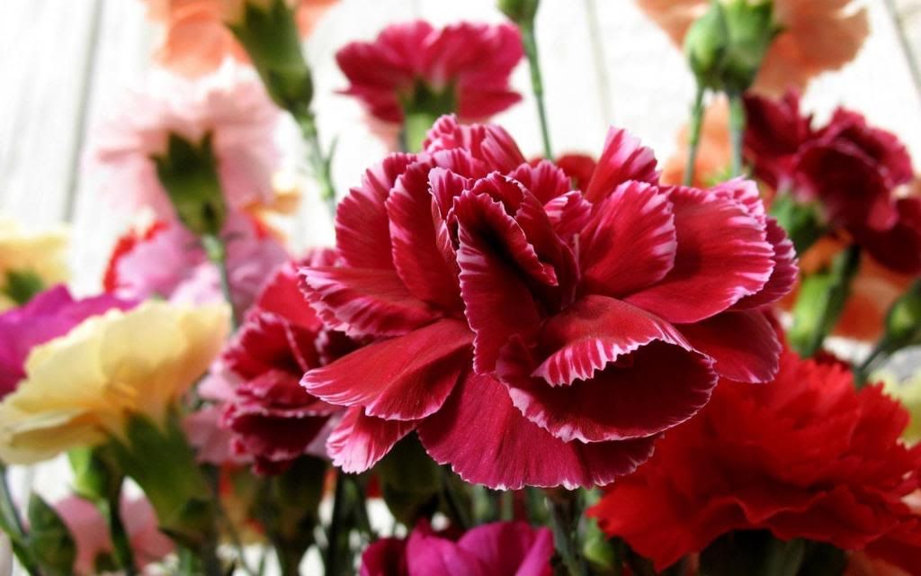 carnations flower 542 2 zpsa3ca30e3