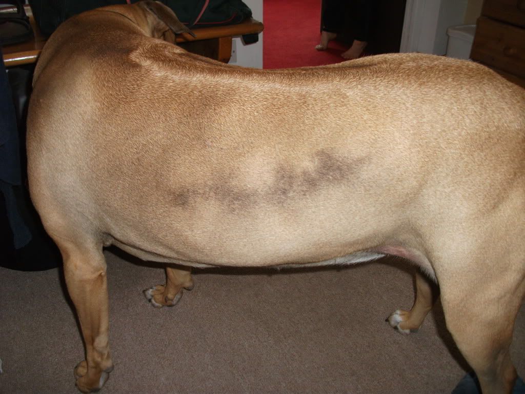 Hair Loss & Black Skin... (with Pics) UK Pet Forums Forum