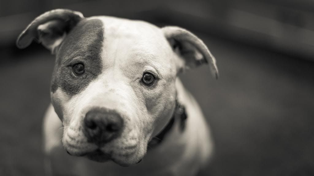 IMAGE: http://i1114.photobucket.com/albums/k539/donkbet45/12427762123_602dcf1c20_o1_zps4178b7c2.jpg