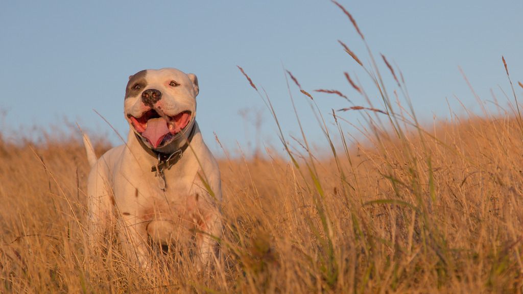 IMAGE: http://i1114.photobucket.com/albums/k539/donkbet45/2H1A0239-Edit-2_zpsxi45dzrs.jpg