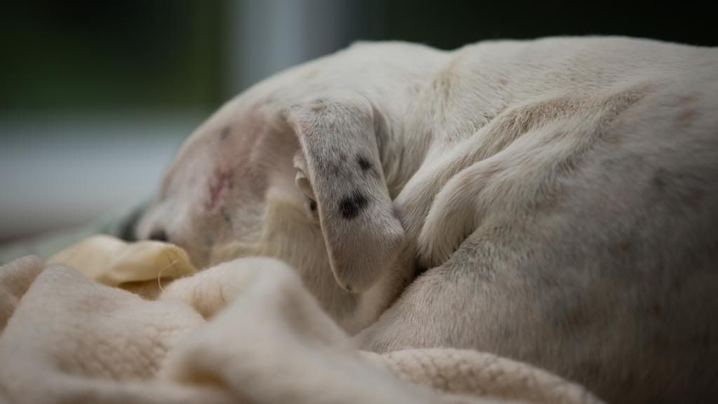 IMAGE: http://i1114.photobucket.com/albums/k539/donkbet45/BSP_2090_zps8e51865a.jpg