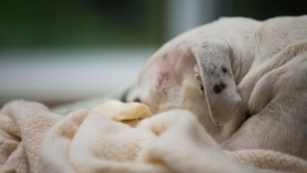 IMAGE: http://i1114.photobucket.com/albums/k539/donkbet45/BSP_2092_zps42dd9350.jpg