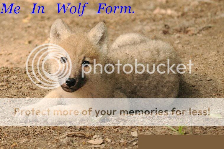 wolf pup photo: pup hb_wolf_pup2.jpg