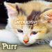 Rsz Purr