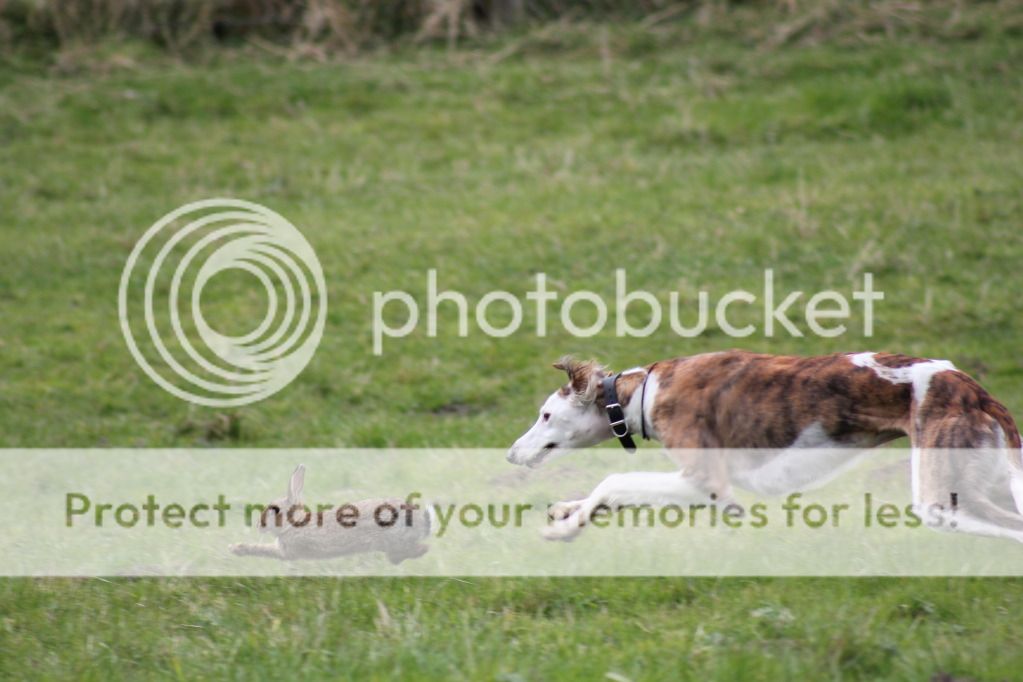 Dogs Got Some Rabbits - Action Pics - Lurchers & Running Dogs - The ...