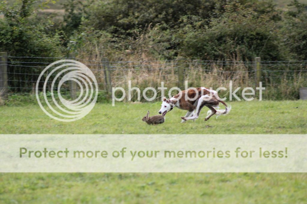 Dogs Got Some Rabbits - Action Pics - Lurchers & Running Dogs - The ...