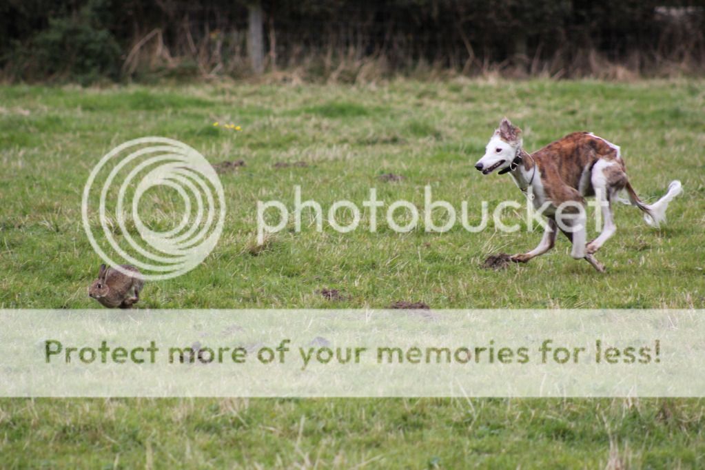 Dogs Got Some Rabbits - Action Pics - Lurchers & Running Dogs - The ...