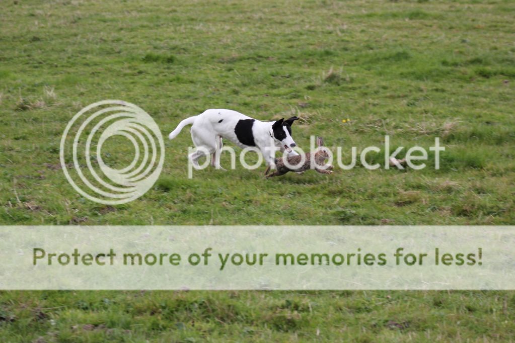 Dogs Got Some Rabbits - Action Pics - Lurchers & Running Dogs - The ...