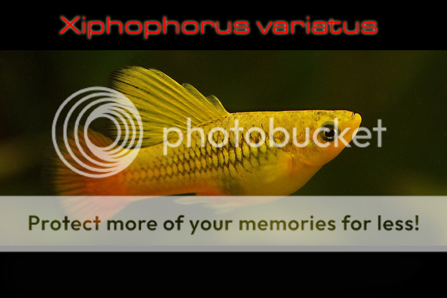 سمكة البلاتي الجميلة Variatus platy