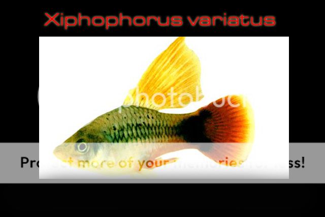 سمكة البلاتي الجميلة Variatus platy